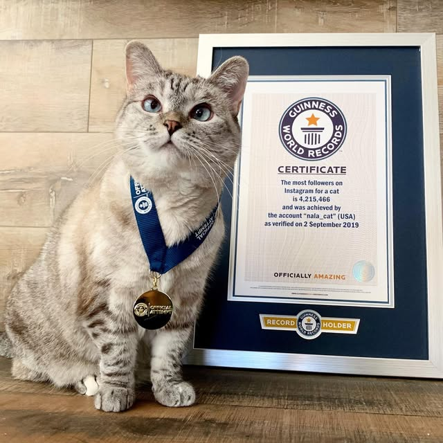 Nala Cat beside the Guinness World Records certificate
