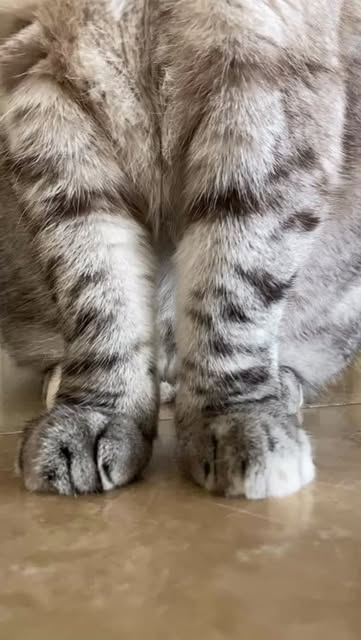 Nala Cat paws