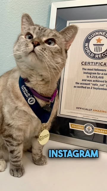 Nala Cat with Guinness World Records certificate