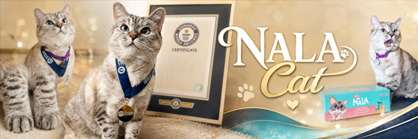 Nala Cat — Guinness World Record holding Siamese-Tabby mix